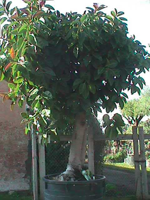 ficus magnolideo4.jpg (43216 byte)